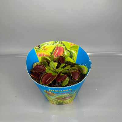 Мухоловка